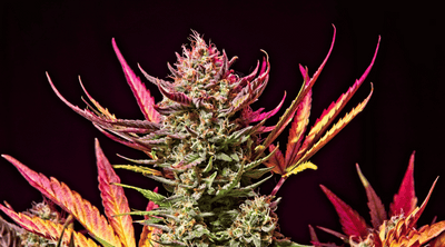 Rainbow Sherbet Strain: What Makes it So Special?