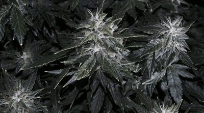 Black Ice Strain: A Potent Hybrid Guaranteed to Chill You Out