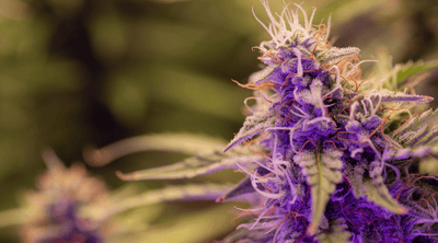 Godfather OG Strain: Why This Legendary Bud Stands the Test of Time