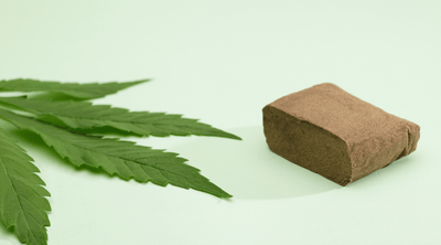 Weed vs Hash: The similarities and differences between flowers and extracts