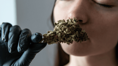 Weed 101: How to Tell if Weed is Good Quality