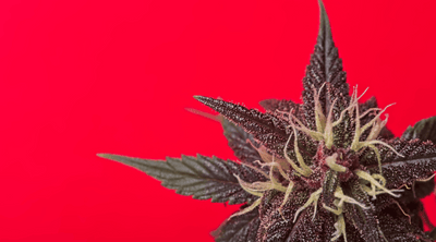 Jealousy Weed Strain: Everything You Need to Know About its Genetics and Origins