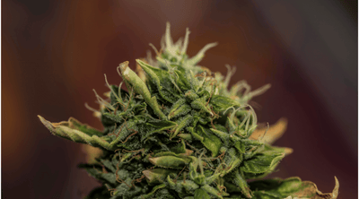The Ultimate Guide to Mimosa Strain: Effects, Flavors, and More