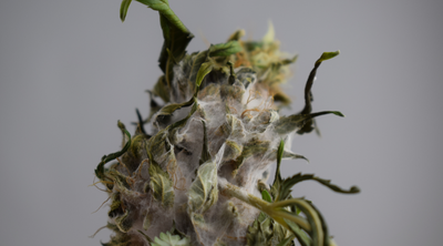 Moldy Weed vs. Trichomes: Your Essential Guide