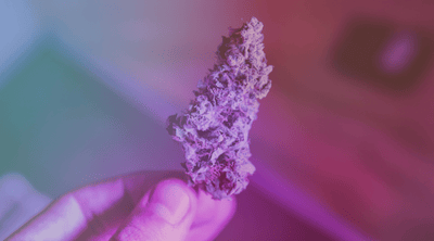 Exploring the Effects and Benefits of Purple Punch Strain: A Comprehensive Guide