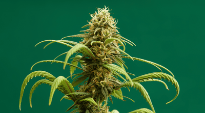 Indica vs Sativa vs Hybrid: What You Need to Know