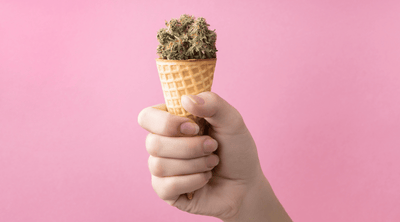 Why Sundae Driver Strain is a Must-Try for Cannabis Enthusiasts