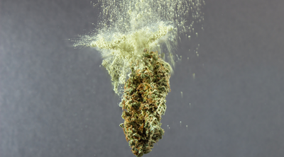 What to Do With Kief? Navigating the World of Cannabis Concentrates