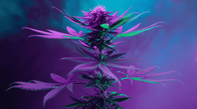 The 15 Most Exotic Weed Strains Of 2024
