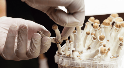 Can You Smoke Mushrooms? The Answer Might Surprise You