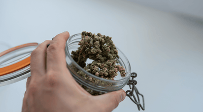 The Shelf Life of Cannabis: How long does weed stay good?