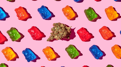 Sativa vs Indica Edibles: What are the Differences?