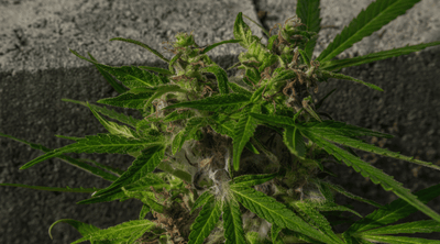 Do You Have Moldy Weed? Here’s How to Tell and What to Do About It
