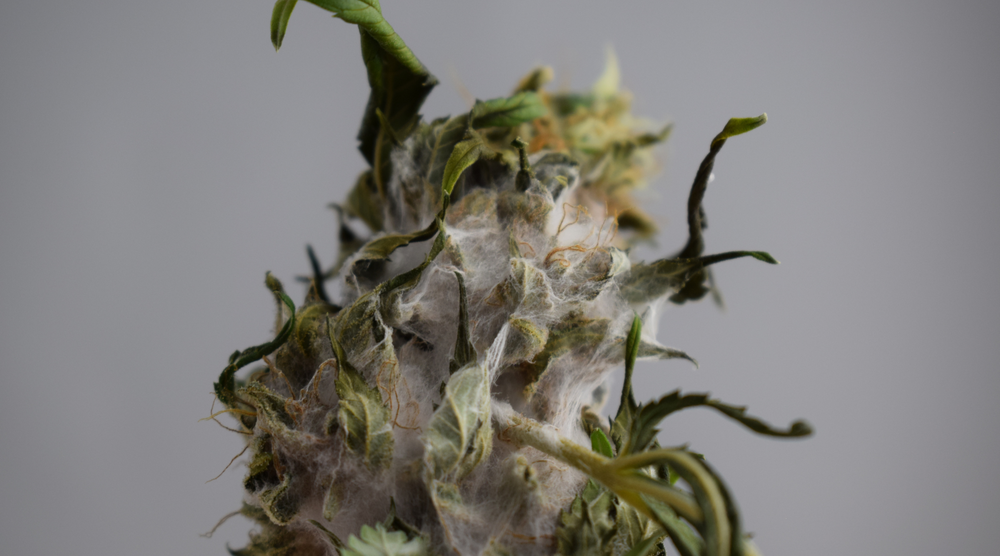 moldy weed vs trichomes