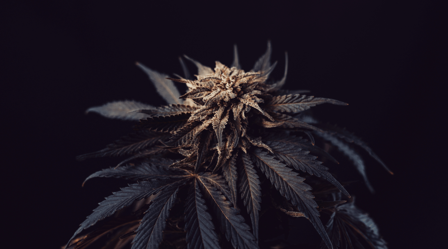 Breaking Down the Buzz What is Zaza Weed? Flight2Vegas Smoke Shop