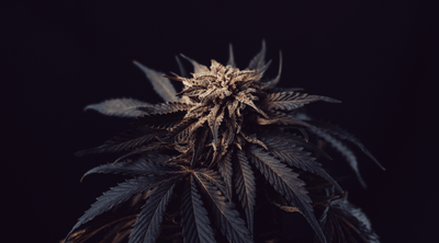 Breaking Down the Buzz: What is Zaza Weed?