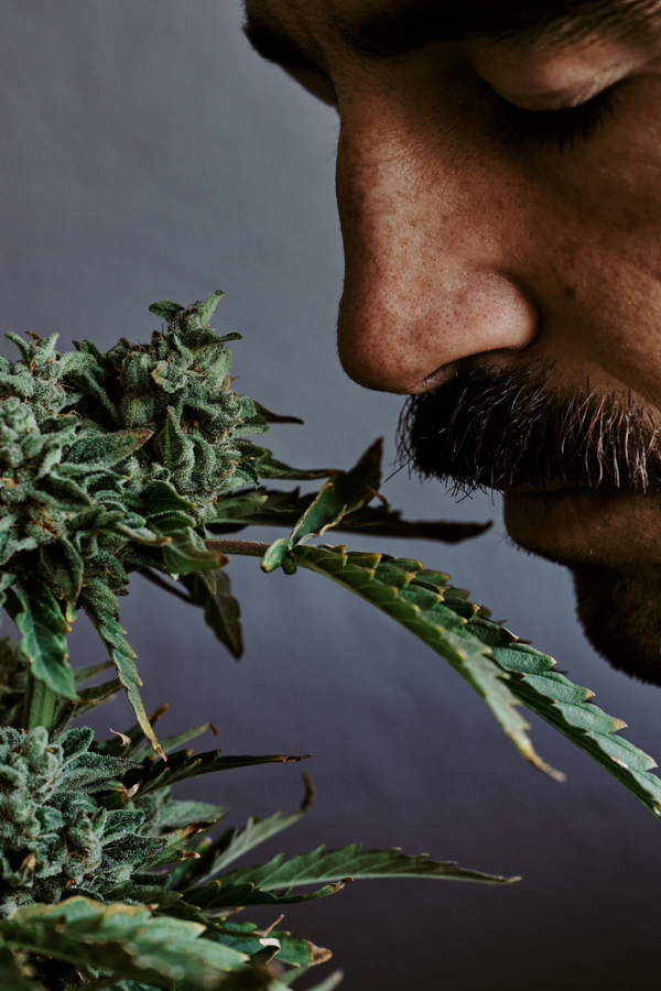 Best strains for pain, best weed for pain