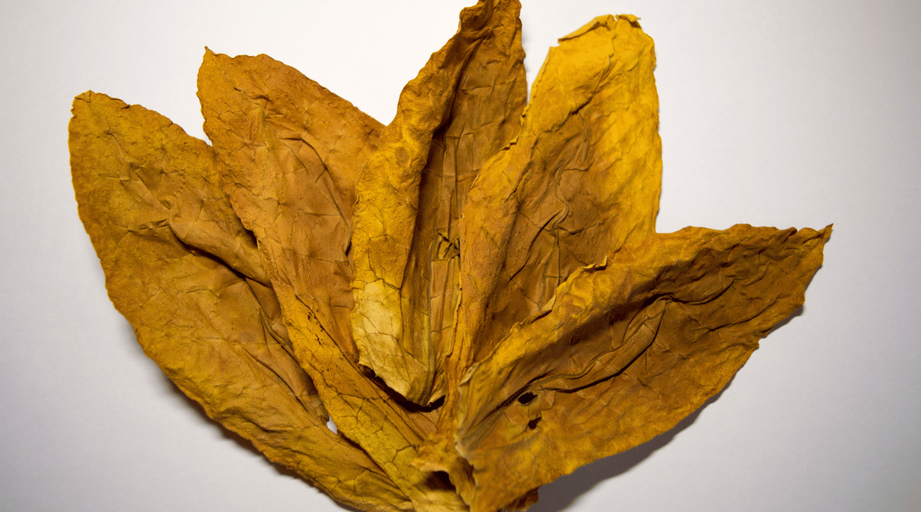 Image showcasing What is Grabba leaf