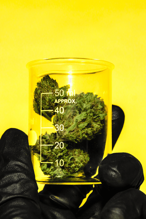 How Long Does Fenugreek Stay In Your System how-long-does-fenugreek-stay-in-your-system