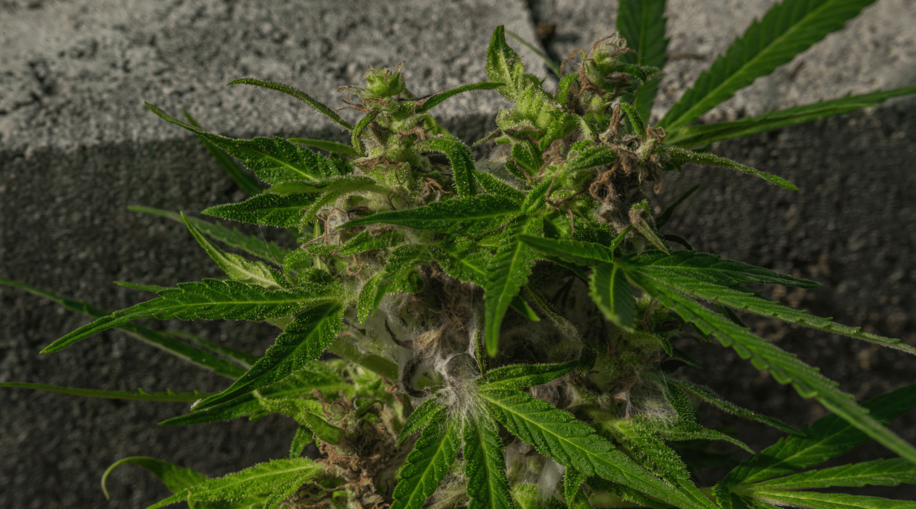 Image showcasing what is moldy weed