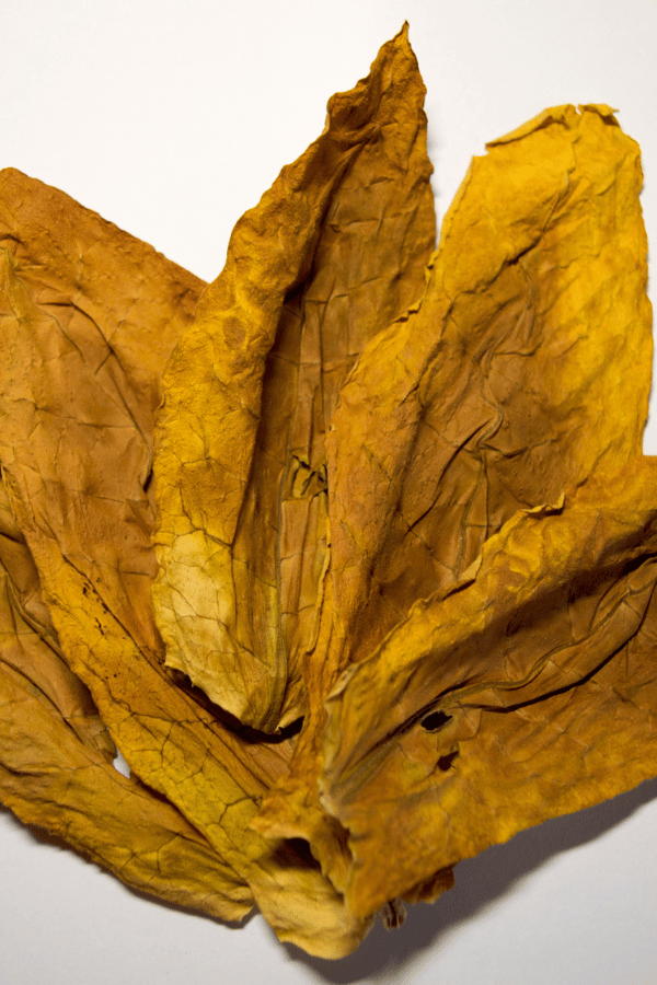 Image showcasing What is Grabba leaf