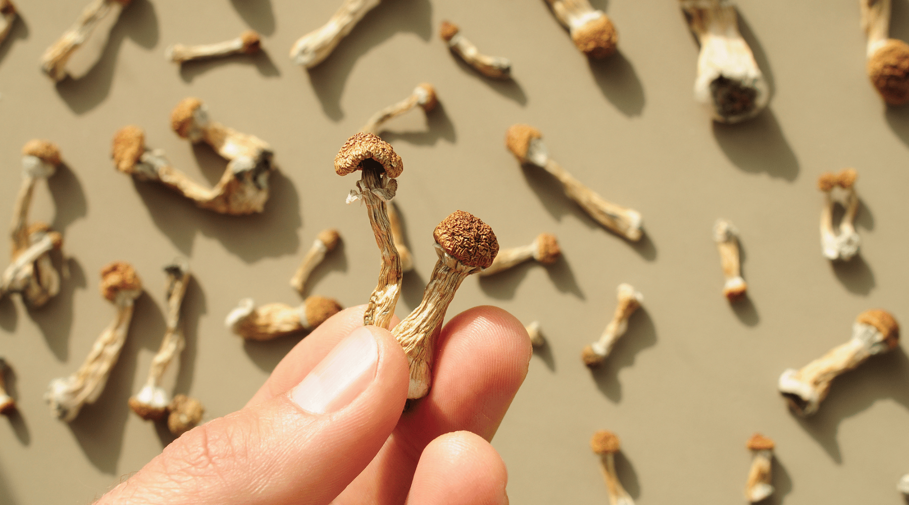 Penis Envy Mushrooms, how to grow penis envy mushrooms, albino penis envy mushrooms