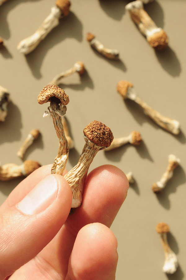 Penis Envy Mushrooms, how to grow penis envy mushrooms, albino penis envy mushrooms